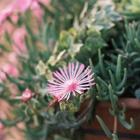 מילאנו Comecasa Flowery Terraced Apartment מראה חיצוני תמונה