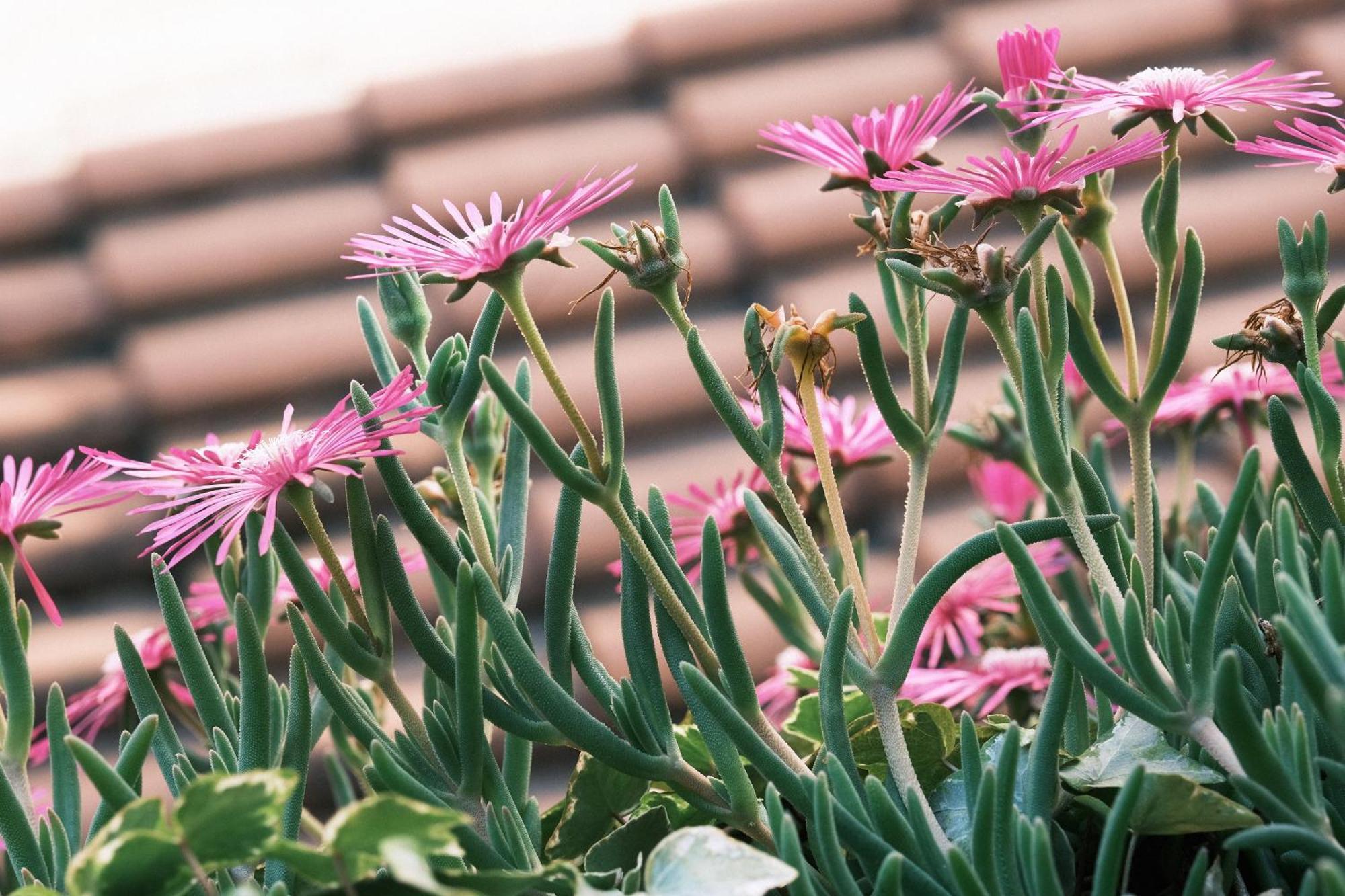 מילאנו Comecasa Flowery Terraced Apartment מראה חיצוני תמונה