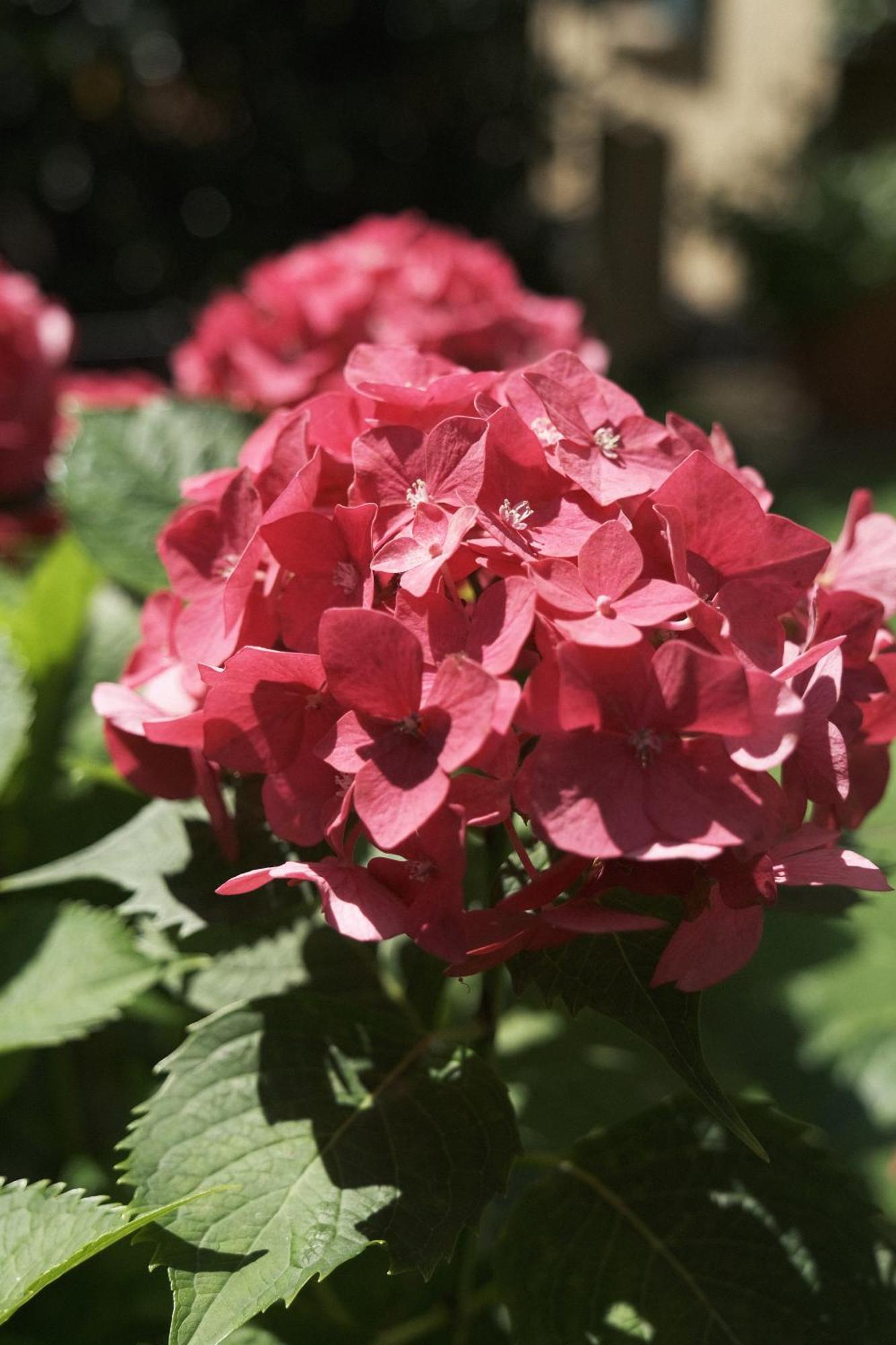 מילאנו Comecasa Flowery Terraced Apartment מראה חיצוני תמונה